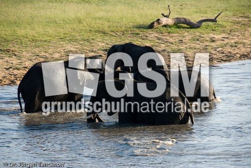 Afrikanischer Elefant (74 von 131).jpg